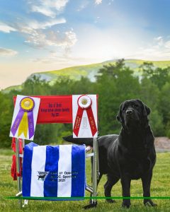 Overlook Labradors Awards