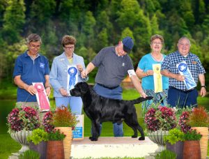 GCHB CH Overlook’s Oliver "Oliver" Group Winning