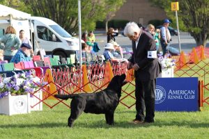 BISS Am. Can. GCH Chablais Archibald “Archie”