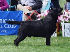 BISS Am. Can. GCH Chablais Archibald “Archie”