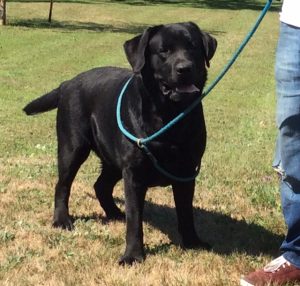 BISS Am. Can. GCH Chablais Archibald “Archie”
