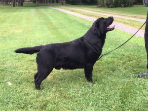 BISS Am. Can. GCH Chablais Archibald “Archie”