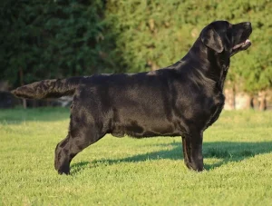 Loretta Retrievers Capi