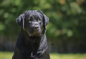 Loretta Labrador Retrievers