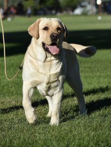 BISS GCH CH Skyfire’s Monster Skyfire Labradors