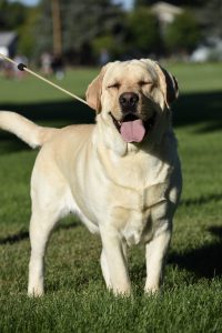 BISS GCH CH Skyfire’s Monster Stephanie Harris Skyfire Labs