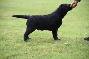 GCH CH Overlook’s Oscar AKC Stud Dog