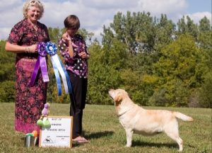 Shawnee Mission Labrador Retriever Club (SMLRC) Specialty Dog Show