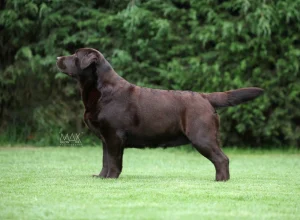 Loretta AKC Show Dogs