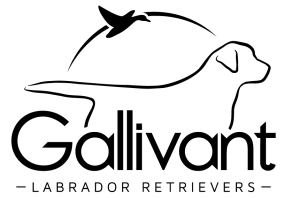 Gallivant logo png 01crop 300x198