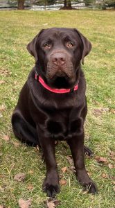 Wolfpack Labradors
