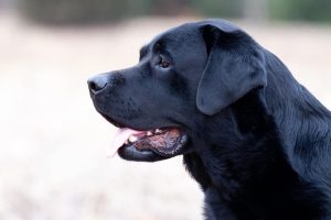 IMG 2574 300x200