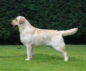 Loretta Retrievers Marine