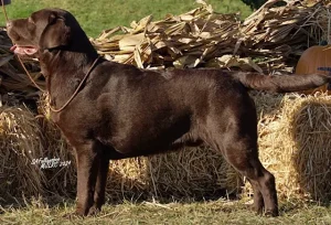 GCH CH Belquest Conclusion Chocolate Factory FTN "Charlie"