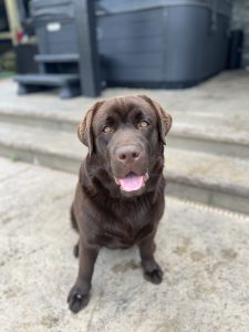 Wolfpack Labradors