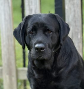 Wolfpack Labradors