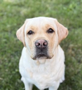 Wolfpack Labradors