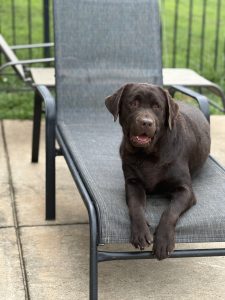 Wolfpack Labradors