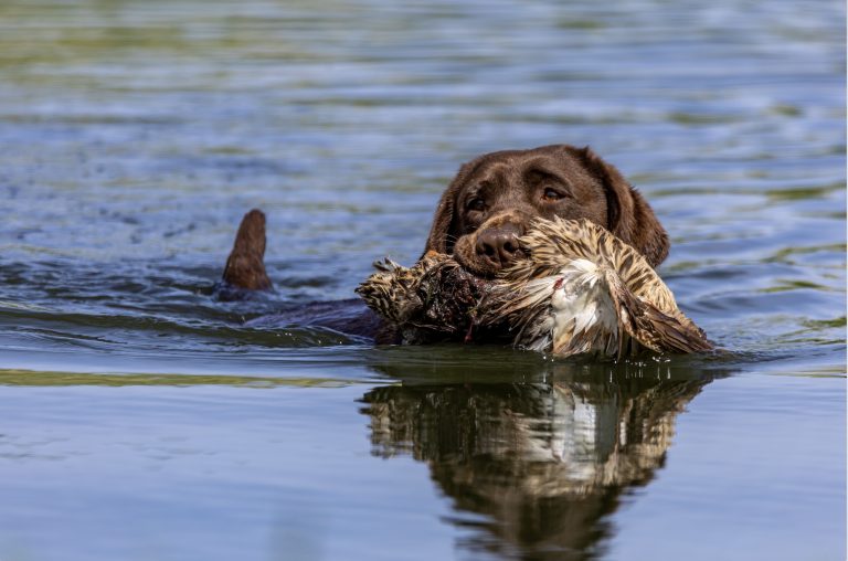 Hunt Test 2025 Chino Dog Park