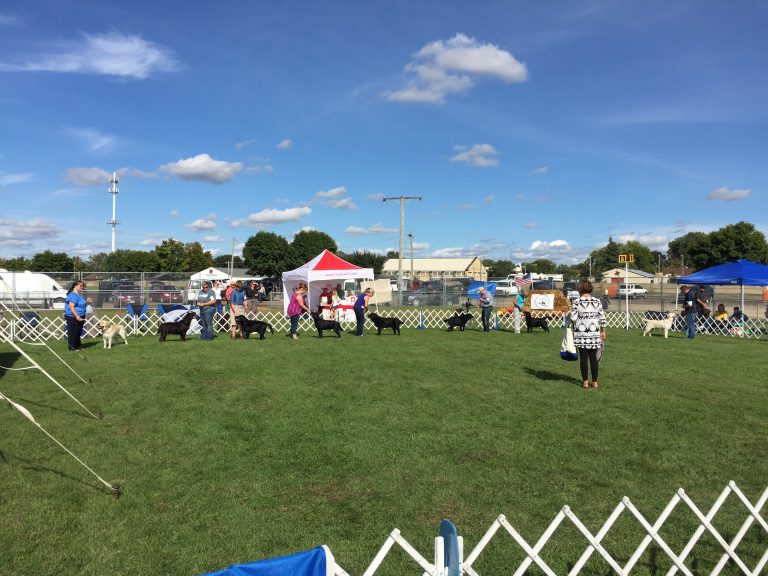 North Star Labrador Retriever Club of Minnesota (NSLRC) Specialty Show