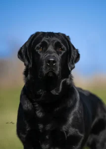 Overlook Labradors Candy