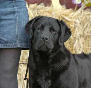 GCHB CH Overlook’s Oliver "Oliver" AKC Stud Dog