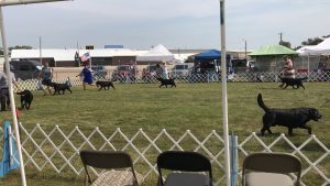 North Star Labrador Retriever Club of Minnesota (NSLRC) Specialty Show