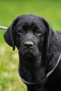 GCH CH Overlook’s Oscar "Oscar"