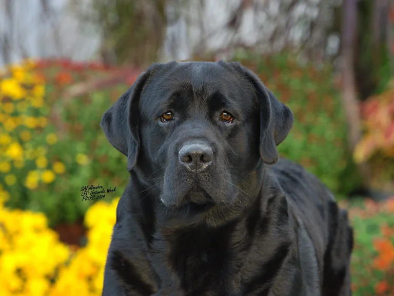 GCH CH Overlook’s Oscar "Oscar"