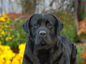 Overlook Labradors Oscar