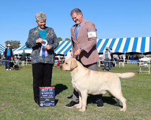 Skyfire Labradors