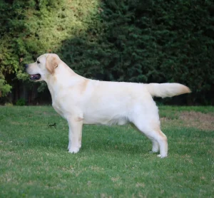 Loretta Retrievers Riu