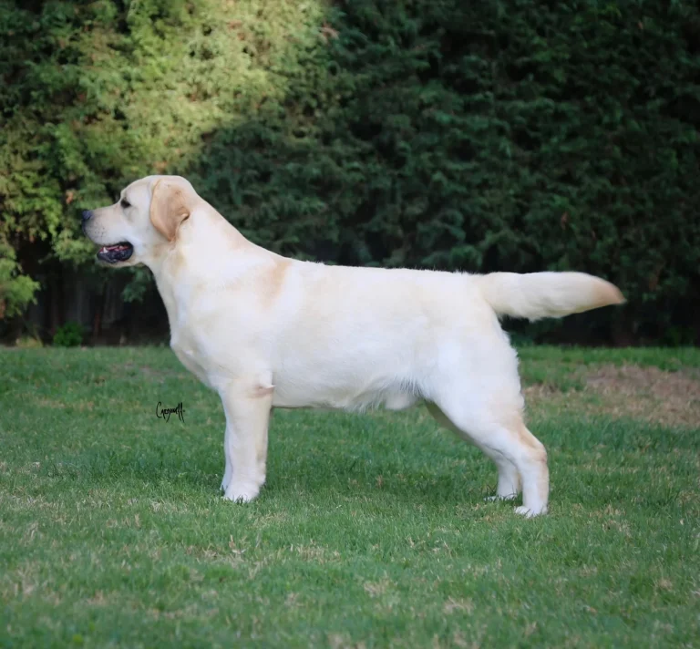 Loretta Retrievers Riu Loretta Retrievers Riu
