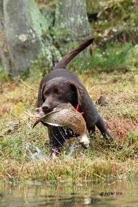 Ranger Hunttest 3 vslide 1 200x300