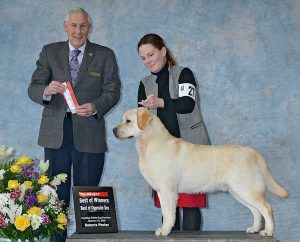 GCH Himoon Everland West Side Story "Riff" Stacey Parsons