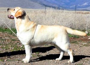 GCH Himoon Everland West Side Story Labrador Retriever