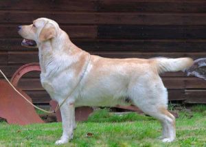 Everland Labradors Stacey Parsons