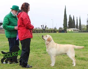 GCH Himoon Everland West Side Story "Riff" Stacey Parsons