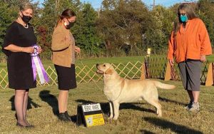 GCH Himoon Everland West Side Story "Riff" Everland Labradors