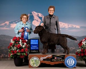 Santino Best of Winners 2025 Tualatn KC 300x240