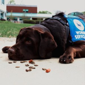 LHK Labradors
