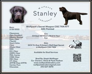 Wolfpack Labradors