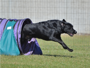 Puget Sound Labrador Retriever Association (PSLRA) Agility
