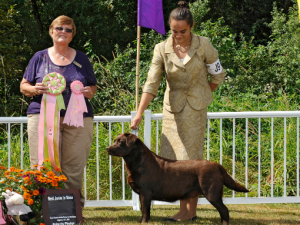 Puget Sound Labrador Retriever Association (PSLRA) Specialty Conformation Show