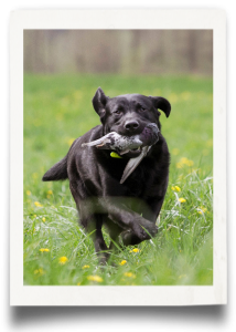Puget Sound Labrador Retriever Association (PSLRA) Hunt Tests