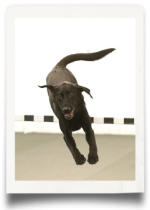 Puget Sound Labrador Retriever Association (PSLRA) Agility