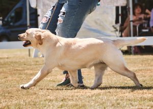 BISS GCH CH Skyfire’s Monster