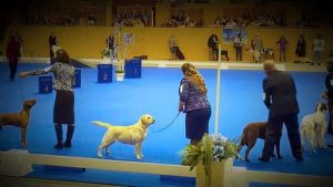 Central California Labrador Retriever Club Specialty Show