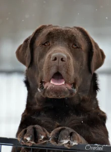 Overlook Labradors Chance