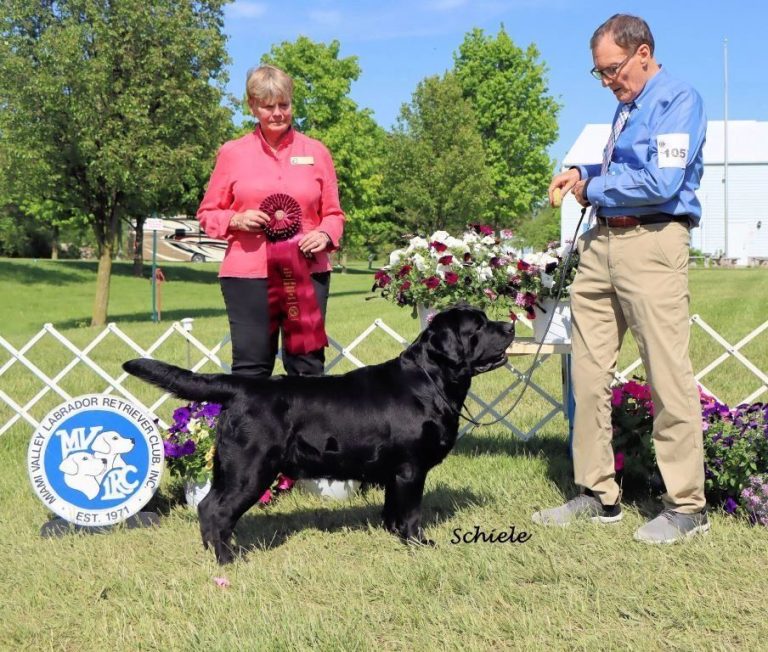 crt 0l 0w 100h 100 768x652